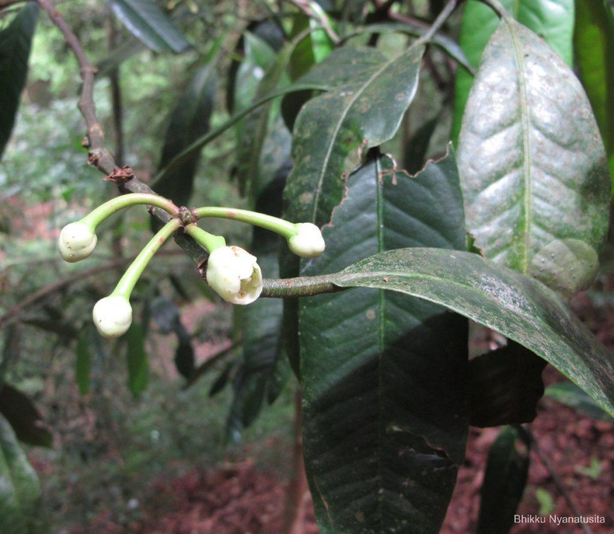 Garcinia xanthochymus Hook.f. ex T.Anderson